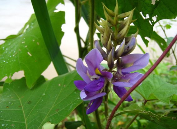 Kudzu seed Pueraria lobata